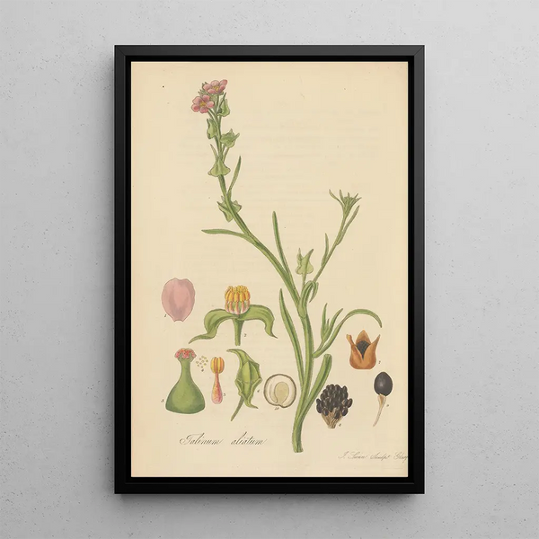 Talinum ciliatum - William Jackson Hooker — framed artwork on a wall