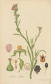 Talinum ciliatum - William Jackson Hooker — artwork view