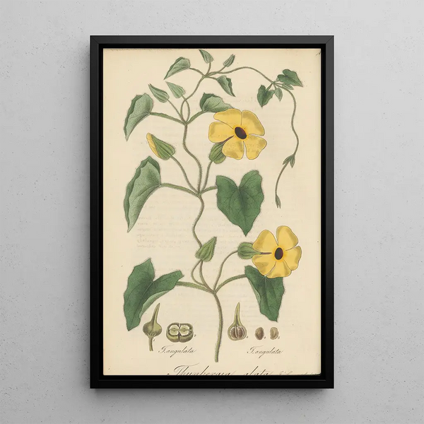 Thunbergia alata - William Jackson Hooker | Painting — framed artwork on a wall