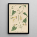 Thunbergia angulata - William Jackson Hooker — framed artwork on a wall