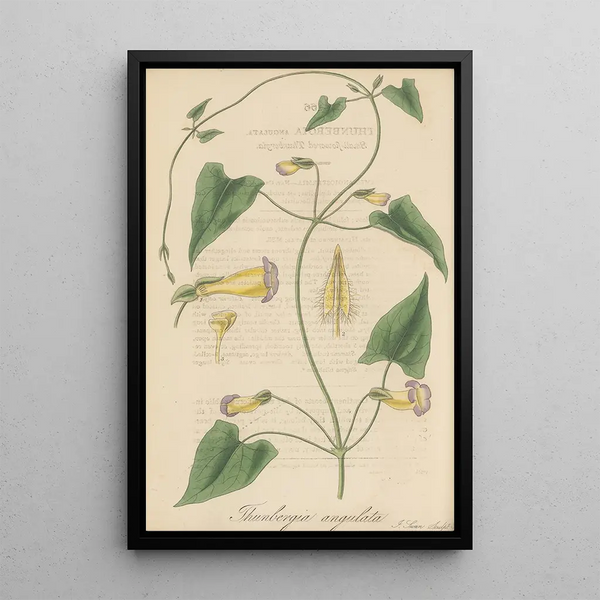 Thunbergia angulata - William Jackson Hooker — framed artwork on a wall