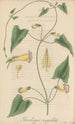 Thunbergia angulata - William Jackson Hooker — artwork view