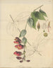 Thunbergia coccinea - William Jackson Hooker — artwork view