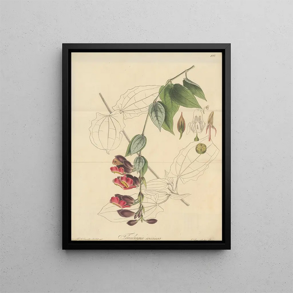 Thunbergia coccinea - William Jackson Hooker — framed artwork on a wall