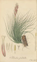 Tillandsia pulchella - William Jackson Hooker — artwork view