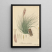 Tillandsia pulchella - William Jackson Hooker — framed artwork on a wall