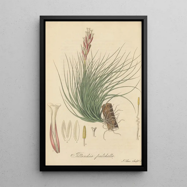 Tillandsia pulchella - William Jackson Hooker — framed artwork on a wall