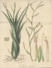 Tillandsia aloifolia - William Jackson Hooker — artwork view