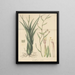 Tillandsia aloifolia - William Jackson Hooker — framed artwork on a wall