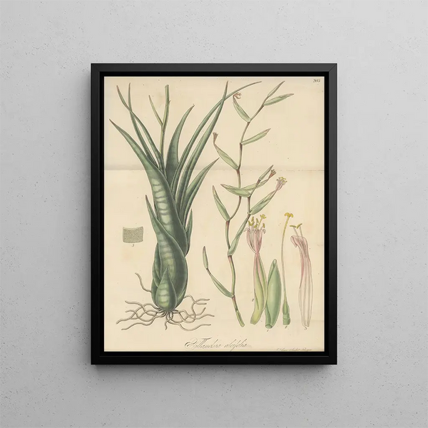 Tillandsia aloifolia - William Jackson Hooker — framed artwork on a wall