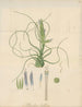 Tillandsia bulbosa - William Jackson Hooker — artwork view