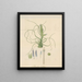 Tillandsia bulbosa - William Jackson Hooker — framed artwork on a wall