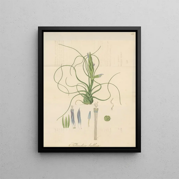 Tillandsia bulbosa - William Jackson Hooker — framed artwork on a wall