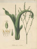 Tillandsia nitida - William Jackson Hooker — artwork view