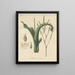Tillandsia nitida - William Jackson Hooker — framed artwork on a wall
