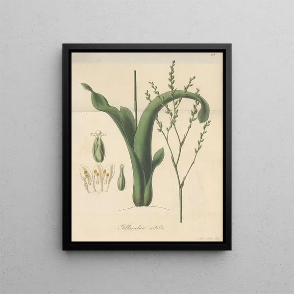 Tillandsia nitida - William Jackson Hooker — framed artwork on a wall