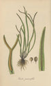 Toenitis graminifolia - William Jackson Hooker — artwork view