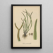 Toenitis graminifolia - William Jackson Hooker — framed artwork on a wall