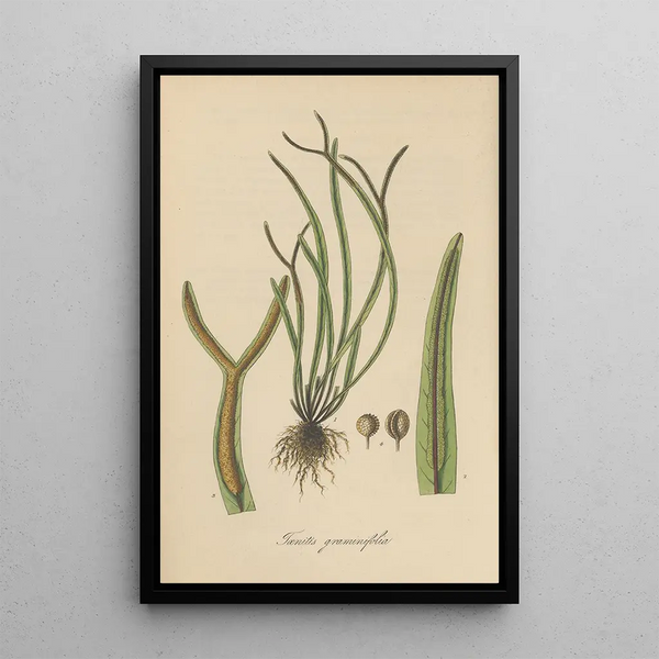 Toenitis graminifolia - William Jackson Hooker — framed artwork on a wall