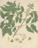 Trichilia odorata - William Jackson Hooker — artwork view