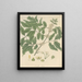 Trichilia odorata - William Jackson Hooker — framed artwork on a wall
