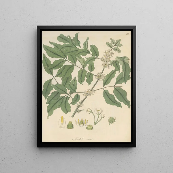 Trichilia odorata - William Jackson Hooker — framed artwork on a wall
