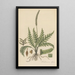 Trichomanes elegans - William Jackson Hooker | Painting — framed artwork on a wall