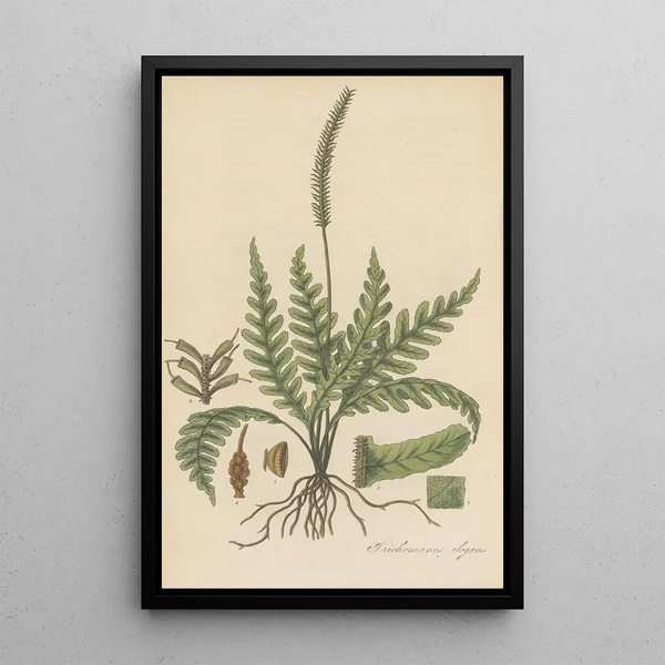 Trichomanes elegans - William Jackson Hooker | Painting — framed artwork on a wall