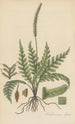 Trichomanes elegans - William Jackson Hooker | Painting — artwork view
