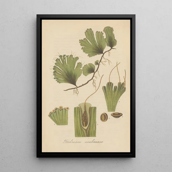 Trichomanes membranacea - William Jackson Hooker — framed artwork on a wall