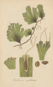 Trichomanes membranacea - William Jackson Hooker — artwork view