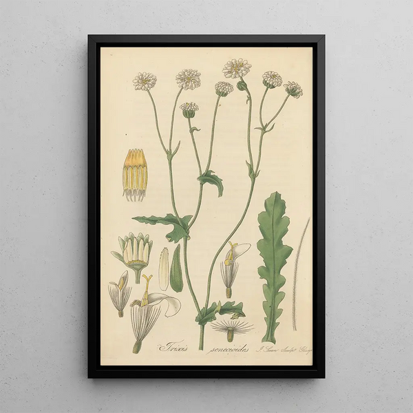 Trixis senecioides - William Jackson Hooker — framed artwork on a wall