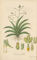 Trizeuxis falcata - William Jackson Hooker — artwork view