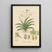 Trizeuxis falcata - William Jackson Hooker — framed artwork on a wall