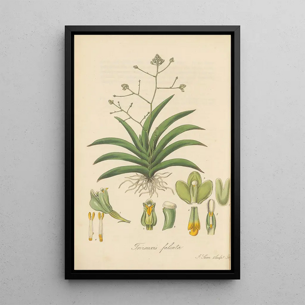 Trizeuxis falcata - William Jackson Hooker — framed artwork on a wall