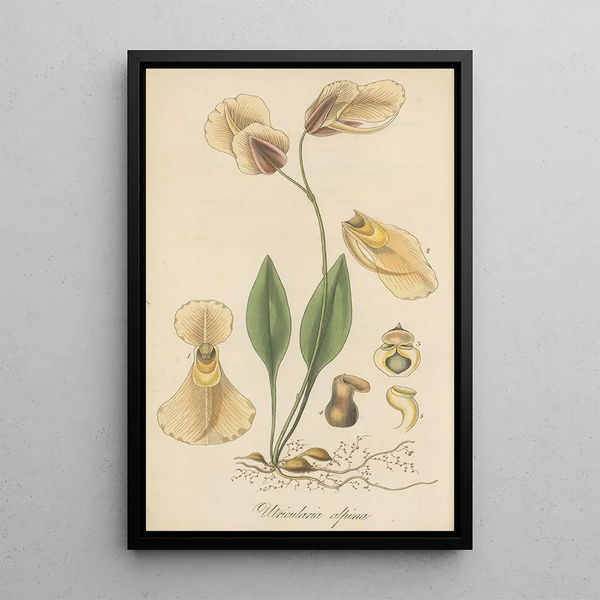 Utricularia alpina - William Jackson Hooker — framed artwork on a wall