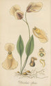 Utricularia alpina - William Jackson Hooker — artwork view