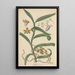 Vanda recurva - William Jackson Hooker — framed artwork on a wall