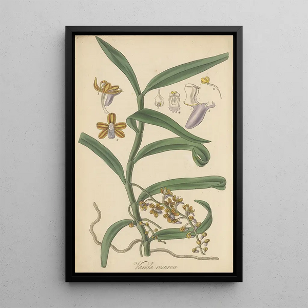 Vanda recurva - William Jackson Hooker — framed artwork on a wall