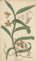 Vanda recurva - William Jackson Hooker — artwork view