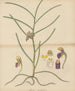 Vanda trichorhiza - William Jackson Hooker — artwork view