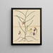 Vanda trichorhiza - William Jackson Hooker — framed artwork on a wall