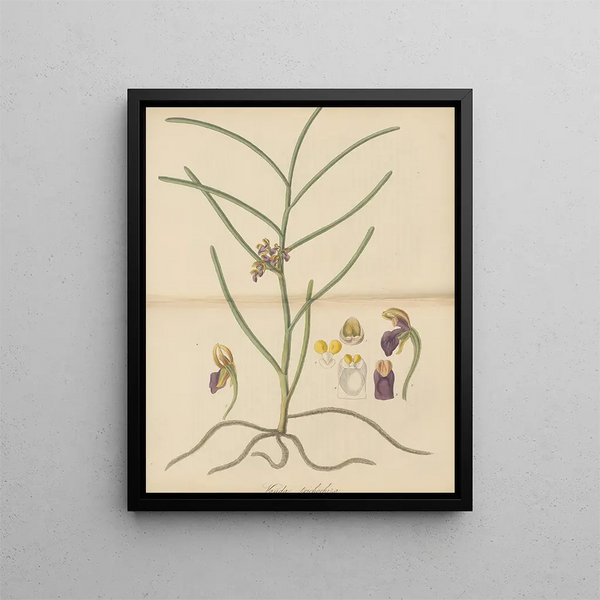 Vanda trichorhiza - William Jackson Hooker — framed artwork on a wall