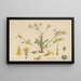 Velleia lyrata - William Jackson Hooker — framed artwork on a wall