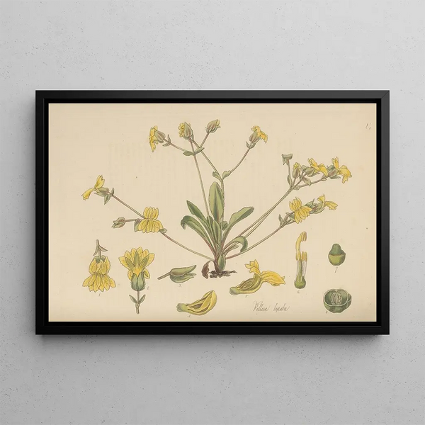 Velleia lyrata - William Jackson Hooker — framed artwork on a wall