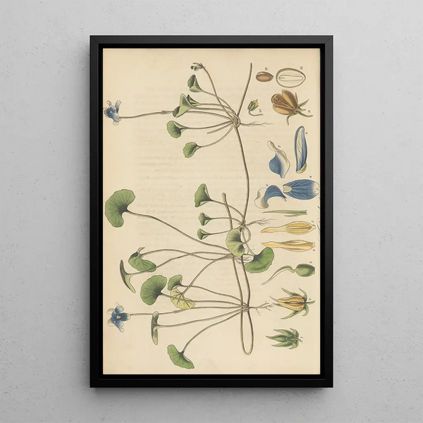 Viola hederacea - William Jackson Hooker — framed artwork on a wall