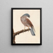 Faucon poule crécerelle - William Lewin — framed artwork on a wall