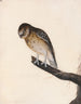 Little Owl - William Lewin — artwork view