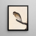 Little Owl - William Lewin — framed artwork on a wall