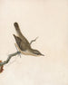 Wren of the reeds - William Lewin — artwork view